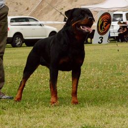 Axel - Rottweiler