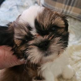 Adam - Black gold and white male Shih Tzu puppy in Corona, California from Trinity Shihtzu's So Calif