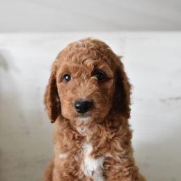 Goldendoodle Puppies from Edge Farm Goldendoodles