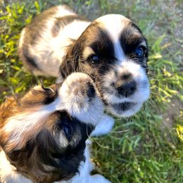Cocker Spaniel Puppies from Sylvan Acres Spaniels