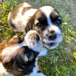Cocker Spaniel Puppies from Sylvan Acres Spaniels