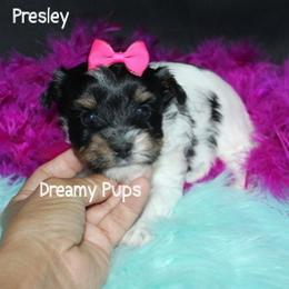 AKC Presley - Black tan and white female Biewer Terrier puppy in Kennesaw, Georgia from Dreamy Pups