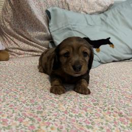 Dachshund Puppies from Mir and Dachshunds