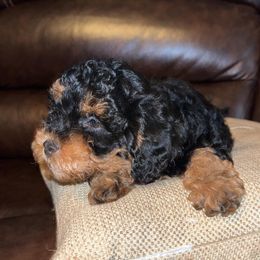 Boxer and Cavapoo Puppies from Acadian Kennels