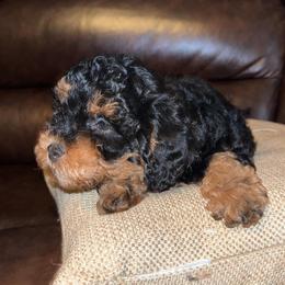 Boxer and Cavapoo Puppies from Acadian Kennels