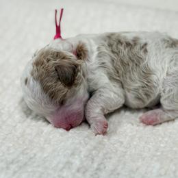 Natalie - Parti female Poodle puppy in Fort Collins, Colorado from Yellow Dog Farm