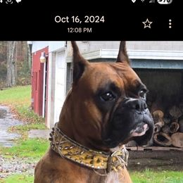 Catalina - Boxer