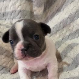 Layla (girl 1) - White female French Bulldog puppy in Cabool, Missouri from Shannon French Bulldogs