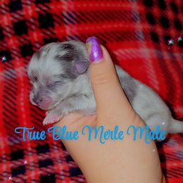 True Blue Merle - Blue merle male Pomeranian puppy in Albany, Oregon from Purrs N Poms
