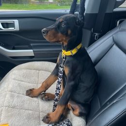 Doberman Pinscher Puppies from Eminent Dobermans
