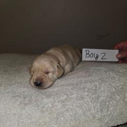 Boy 2 - Yellow male Labrador Retriever puppy in Hebron, Kentucky from Top Notches Labrador Retrievers