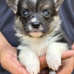 American Corgi and Pembroke Welsh Corgi Puppies from Grassy Lake Corgis