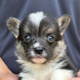 American Corgi and Pembroke Welsh Corgi Puppies from Grassy Lake Corgis