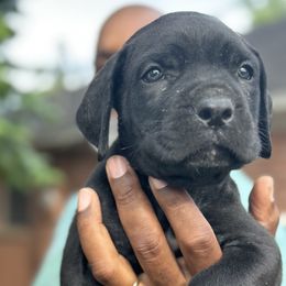 Boy 2 - male Cane Corso puppy in Weimar, Texas from Cane Corso Authority
