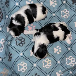 Biewer Terrier Puppies from Shanks' Biewer Terriers