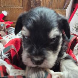 Snoopy - Black and silver male Miniature Schnauzer puppy in Fountain City, Indiana from Bearded Dynasty Schnauzers
