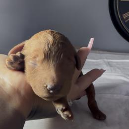 Female 2 - Red  female Poodle puppy in Jurupa Valley, California from gucci_bentleys_goldendoodles