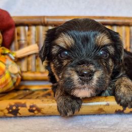 Teddy - Black and tan male Yorkshire Terrier puppy in Blacksburg, South Carolina from Hess Pooches LLC