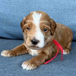 Fritter - Red Collar - Red  male Goldendoodle puppy in Kingwood, Texas from Kingwood Goldendoodles