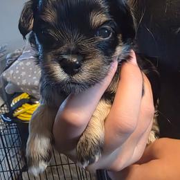 Girl 2 - female Havapoo puppy in Medina, Ohio from Momma's Minis
