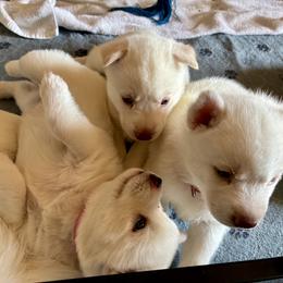 Siberian Husky puppies from TRUHUSKY SIBERIANS