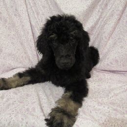 Aussiedoodle, Australian Shepherd, and Poodle Puppies from Kay Kay's Pupper Patch