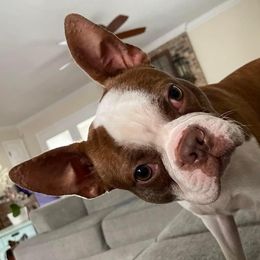 Buddy - Boston Terrier