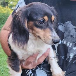 Daisy - Dachshund