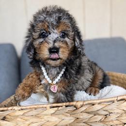 Crème Brûlée - Merle female Cavapoo puppy in Austin, Texas from Doodles of Central Texas