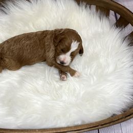 Goldendoodles from Oodles of Teacup Doodles