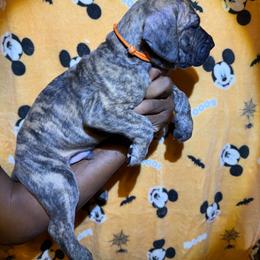 Hades - Brindle male Great Dane puppy in Anderson, South Carolina from QCM DANES