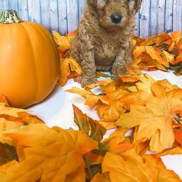 Goldendoodle Puppies from Zink Doodles