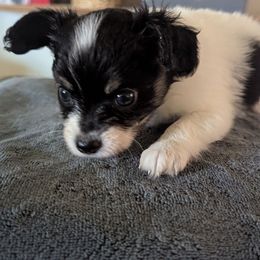 Girl 3 - White and black female Papillon puppy in Joshua, Texas from Summertime Kennels