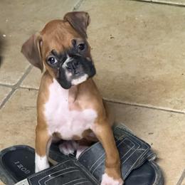 Oakley (AKC) - Fawn female Boxer puppy in Galt, California from Black Dymond Boxers
