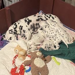 Dalmatian Puppies from Alofa Dalmatians