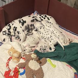 Dalmatian Puppies from Alofa Dalmatians