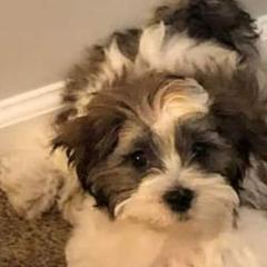 Mal-Shis from Malshiology