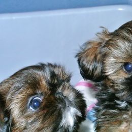 Shih Tzus from Angelic Shih Tzu of West Michigan