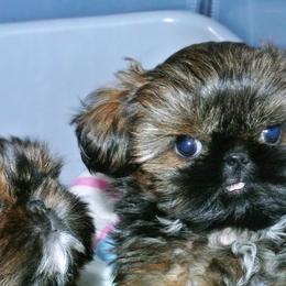 Shih Tzus from Angelic Shih Tzu of West Michigan