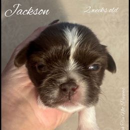 Jackson - Liver and white male Shih Tzu puppy in Beatrice, Nebraska from I Shih Tzu Not Puppies