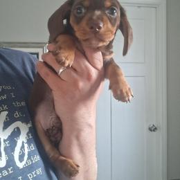 Boy 2 - Chocolate and tan male Dachshund puppy in Claremont, North Carolina from The Mini Farmhouse