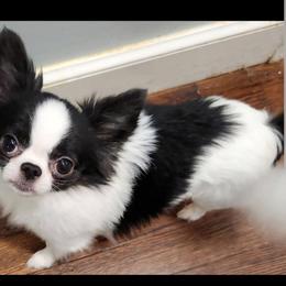 Tripp - Chihuahua