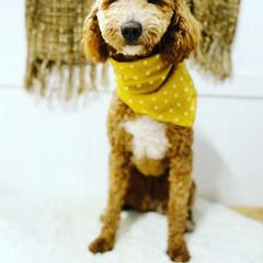 Ivy - Goldendoodle