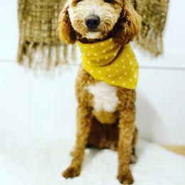 Ivy - Goldendoodle