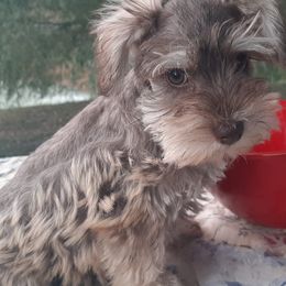 Miniature Schnauzers from Diana's Miniature Schnauzers
