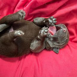 Labrador Retriever Puppies from Rustic Ridge Labradors