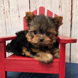 Tot TEACUP - Blue and gold male Yorkshire Terrier puppy in Monticello, Iowa from Ashley’s Puppies