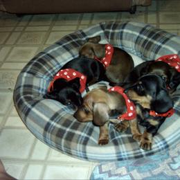 Dachshund Puppies from Individual