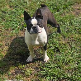 Claire - Boston Terrier