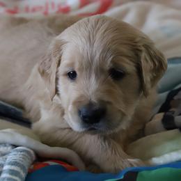 Golden Retriever Puppies from Golden M Family Farms